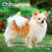2027 16-Month Calendar Chihuahuas Square Wall, Browntrout BT12366
