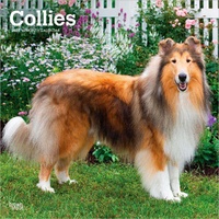 2027 16-Month Calendar Collies Square Wall, Browntrout BT12373