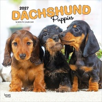 2027 16-Month Calendar Dachshund Puppies Square Wall, Browntrout BT12380