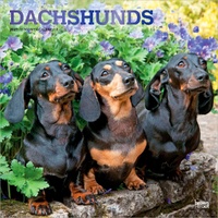 2027 16-Month Calendar Dachshunds Square Wall, Browntrout BT12397