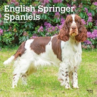 2027 16-Month Calendar English Springer Spaniels Square Wall, Browntrout BT12427