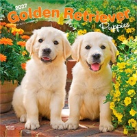 2027 16-Month Calendar Golden Retriever Puppies Square Wall, Browntrout BT12465