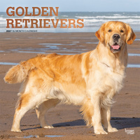 2027 16-Month Calendar Golden Retrievers Square Wall, Browntrout BT12472