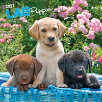2027 16-Month Calendar Labrador Retriever Puppies Square Wall, Browntrout BT12519