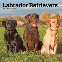 2027 16-Month Calendar Labrador Retrievers Square Wall, Browntrout BT12540