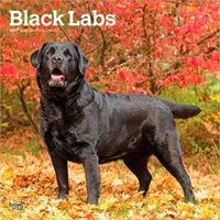 2027 16-Month Calendar Black Labrador Retrievers Square Wall, Browntrout BT12557
