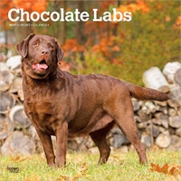 2027 16-Month Calendar Chocolate Labrador Retrievers Square Wall, Browntrout BT12564