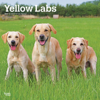 2027 16-Month Calendar Yellow Labrador Retrievers Square Wall, Browntrout BT12571