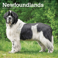 2027 16-Month Calendar Newfoundlands Square Wall, Browntrout BT12588