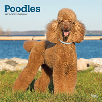 2027 16-Month Calendar Poodles Square Wall, Browntrout BT12595