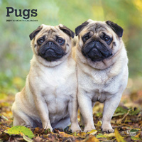 2027 16-Month Calendar Pugs Square Wall, Browntrout BT12601