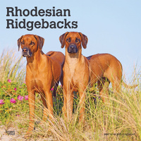 2027 16-Month Calendar Rhodesian Ridgebacks Square Wall, Browntrout BT12618