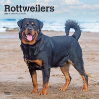 2027 16-Month Calendar Rottweilers Square Wall, Browntrout BT12625