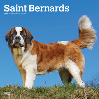 2027 16-Month Calendar Saint Bernards Square Wall, Browntrout BT12632