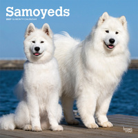 2027 16-Month Calendar Samoyeds Square Wall, Browntrout BT12649