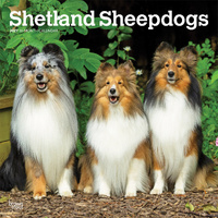 2027 16-Month Calendar Shetland Sheepdogs Square Wall, Browntrout BT12663