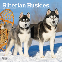 2027 16-Month Calendar Siberian Huskies Square Wall, Browntrout BT12694
