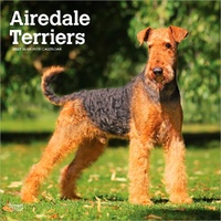 2027 16-Month Calendar Airedale Terriers Square Wall, Browntrout BT14049