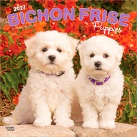 2027 16-Month Calendar Bichon Frise Puppies Square Wall, Browntrout BT14100