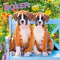 2027 16-Month Calendar Boxer Puppies Square Wall, Browntrout BT14117
