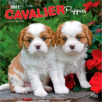 2027 16-Month Calendar Cavalier King Charles Spaniel Puppies Square Wall, Browntrout BT14131