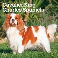 2027 16-Month Calendar Cavalier King Charles Spaniels Square Wall, Browntrout BT14148