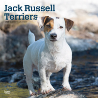 2027 16-Month Calendar Jack Russell Terriers Square Wall, Browntrout BT14285