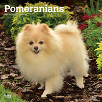 2027 16-Month Calendar Pomeranians Square Wall, Browntrout BT14445