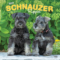 2027 16-Month Calendar Schnauzer Puppies Square Wall, Browntrout BT14490
