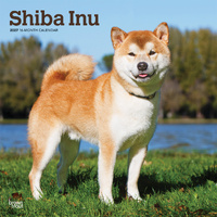 2027 16-Month Calendar Shiba Inu Square Wall, Browntrout BT14506