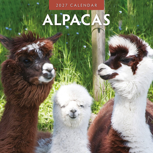 2027 16-Month Calendar Alpacas Square Wall, Red Robin RR271003