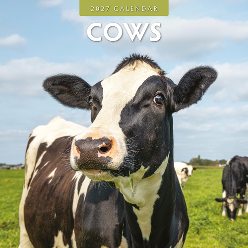 2027 16-Month Calendar Cows Square Wall, Red Robin RR271018