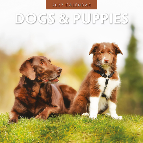 2027 16-Month Calendar Dogs & Puppies Square Wall, Red Robin RR271021