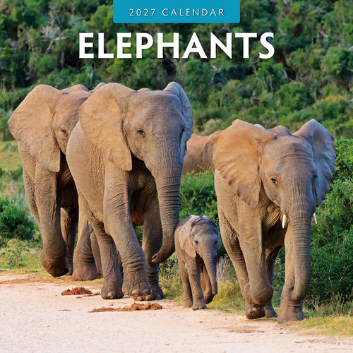 2027 16-Month Calendar Elephants Square Wall, Red Robin RR271024
