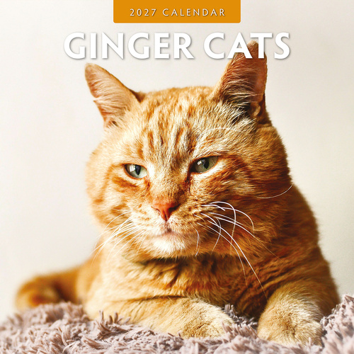 2027 16-Month Calendar Ginger Cats Square Wall, Red Robin RR271029
