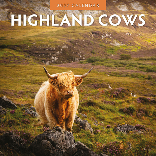 2027 16-Month Calendar Highland Cows Square Wall, Red Robin RR271033