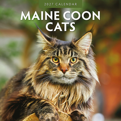2027 16-Month Calendar Maine Coon Cats Square Wall, Red Robin RR271037