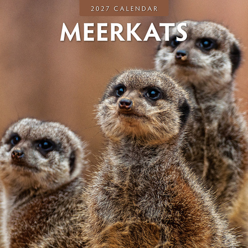 2027 16-Month Calendar Meerkats Square Wall, Red Robin RR271038