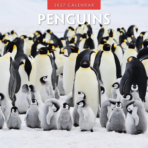 2027 16-Month Calendar Penguins Square Wall, Red Robin RR271044