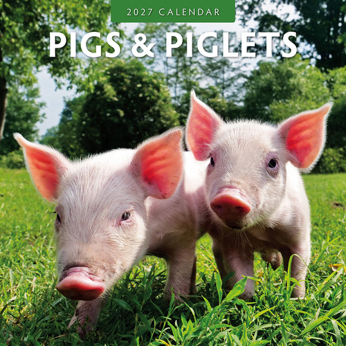 2027 16-Month Calendar Pigs & Piglets Square Wall, Red Robin RR271045