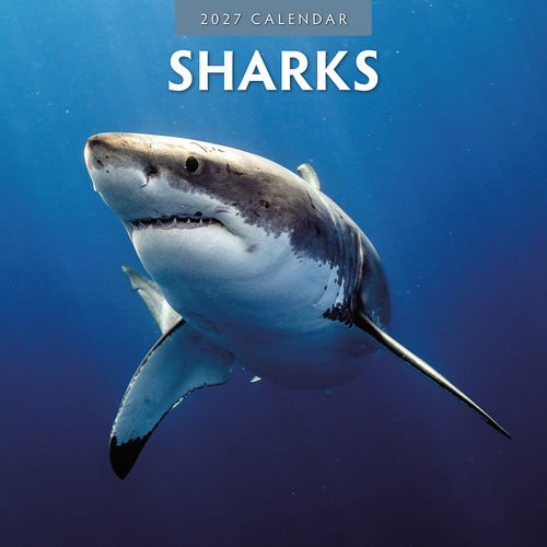 2027 16-Month Calendar Sharks Square Wall, Red Robin RR271049