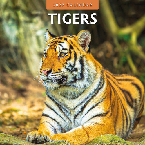 2027 16-Month Calendar Tigers Square Wall, Red Robin RR271053
