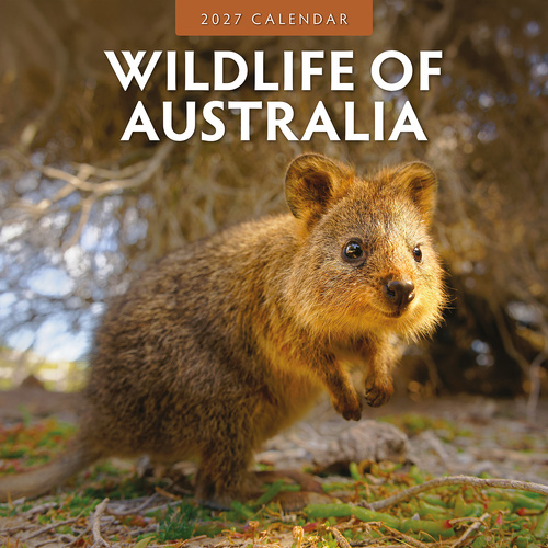 2027 16-Month Calendar Wildlife of Australia Square Wall, Red Robin RR271056