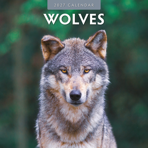 2027 16-Month Calendar Wolves Square Wall, Red Robin RR271057