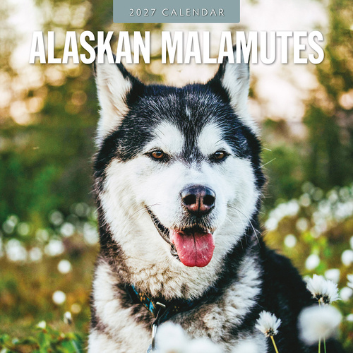 2027 16-Month Calendar Alaskan Malamutes Square Wall, Red Robin RR271175