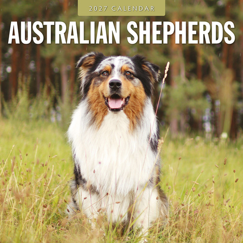 2027 16-Month Calendar Australian Shepherds Square Wall, Red Robin RR271179