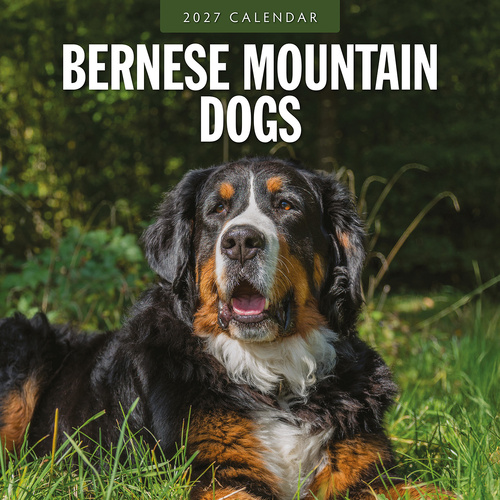 2027 16-Month Calendar Bernese Mountain Dogs Square Wall, Red Robin RR271185