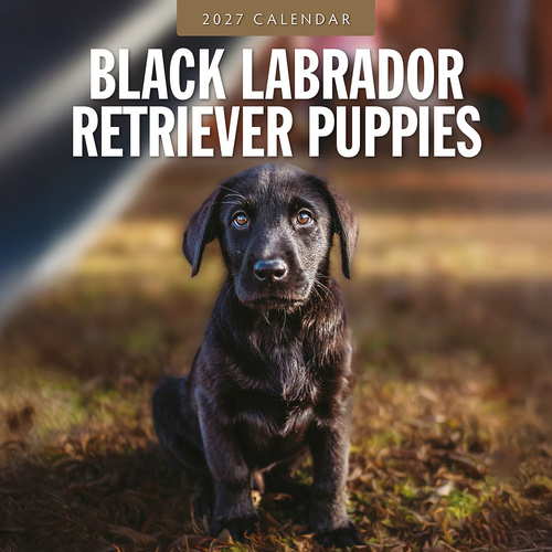 2027 16-Month Calendar Black Labrador Retriever Puppies Square Wall, Red Robin RR271187