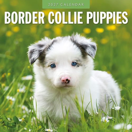 2027 16-Month Calendar Border Collie Puppies Square Wall, Red Robin RR271189