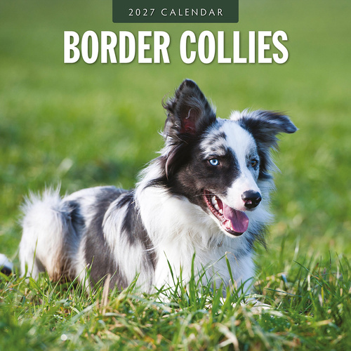 2027 16-Month Calendar Border Collies Square Wall, Red Robin RR271190